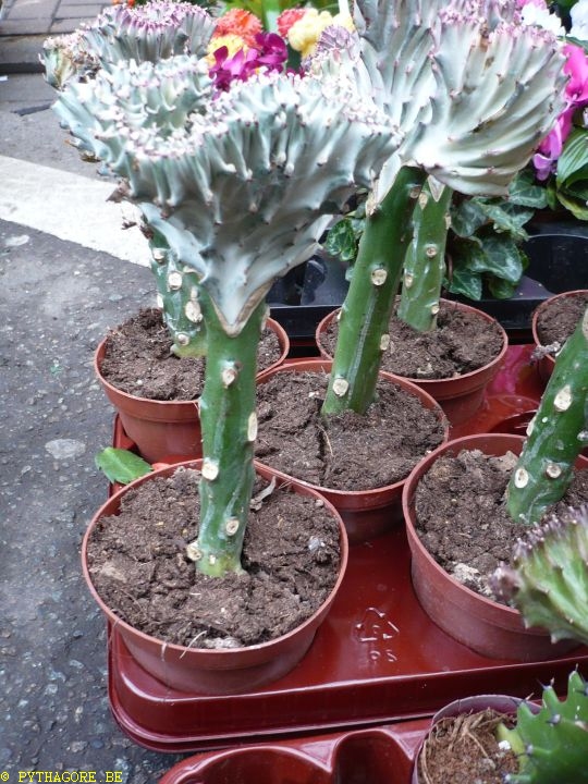 cactus au marchÃ© de jette P1020856.jpg